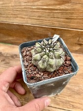 Copiapoa cinerea columna - cinerea., no