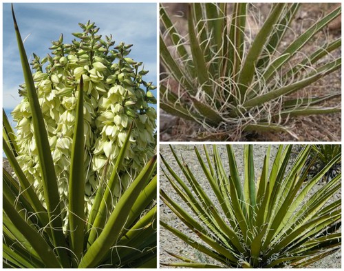 Semi yucca schidigera - yucca,
