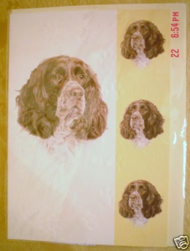 Lovely springer spaniel blank - spaniel,
