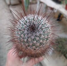 Mammillaria krasuckae. H 17 cm Rare Old Plant Cactus Piante Grasse