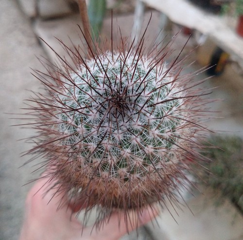 Mammillaria krasuckae 17 - mammillaria, cm