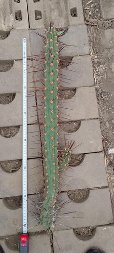 Germoglio tricho - germoglio,