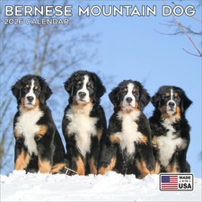 Bernese Mountain Dog Calendar