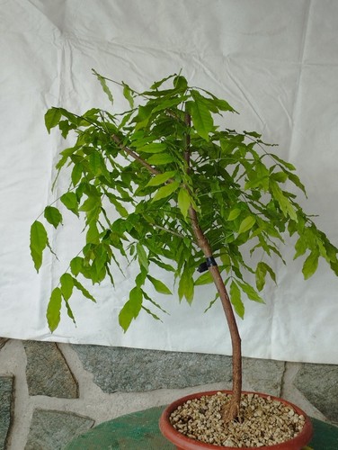 Bonsai glicine 55x23cm in - bonsai,