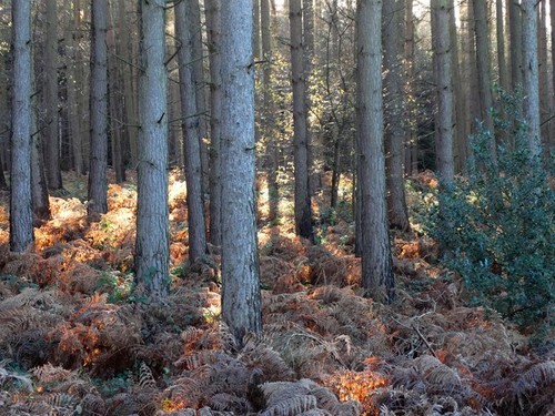 Photo the woods by - photo,
