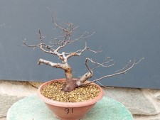 Bonsai olmo campestre 40x10cm - olmo,