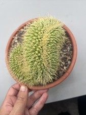 Echinocactus Grusonii Crestata Cresta Brain Form Vaso 18 Cm, Su Proprie Radici