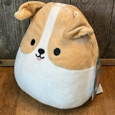 Fitch the Jack Russell Terrier