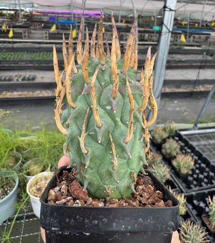 Rara pianta cactus - pianta, di