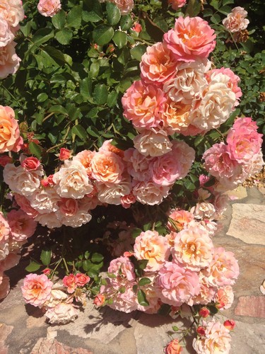 Rosa kordes rosen cubana - rosa, "kordes