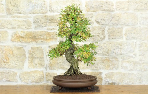 Bonsai olmo parvifolia - bonsai, di