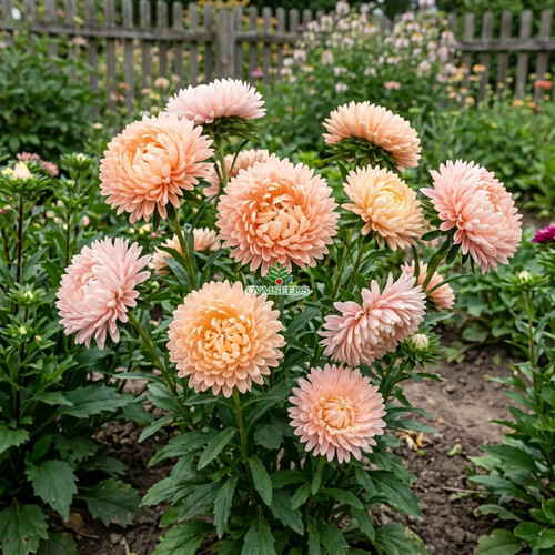 Aster peony duchessa albicocca - aster,