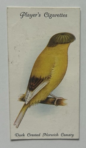Giocatore aviaria uccellini - giocatore, n