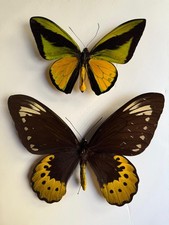 Mariposa ornithoptera goliath - mariposa:,
