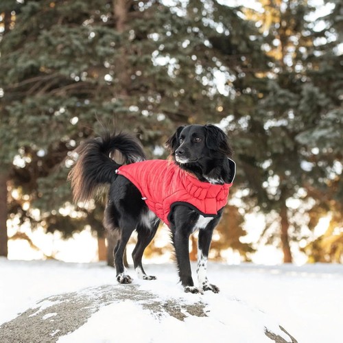 Pet elasto fit - -, elasto-fit