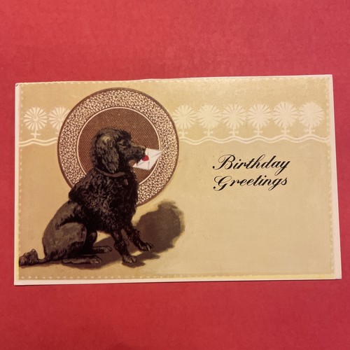 Barboncino nero birthday - barboncino,