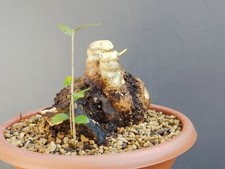 Bonsai Olivastro 15x15cm In