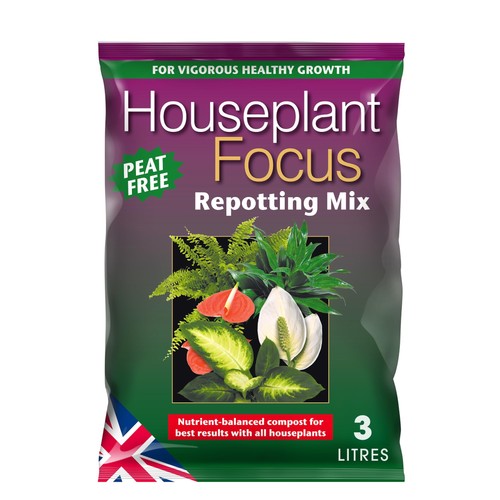 Houseplant focus repotting - houseplant,