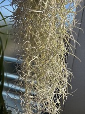 Tillandsia Usneoides fille de