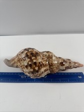 Rara tromba di Tritone vintage