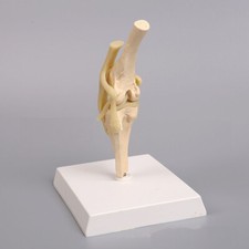 Ginocchio cane cane modello