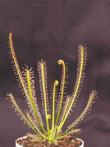 Pianta carnivora drosera - carnivora,