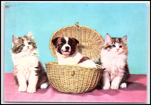 Carini gattini cuccioli cesto