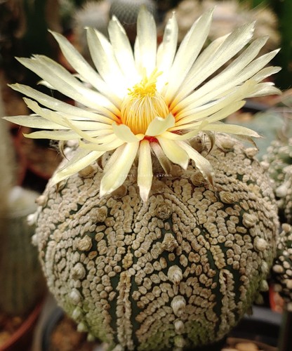 Astrophytum asterias super