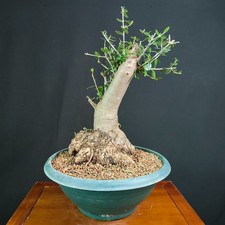 PRE BONSAI  DI OLIVASTRO