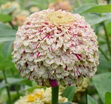 Zinnia Elegant Gigante Dai Fiori Striati 30 Semi Alta Germinabilita In Mix