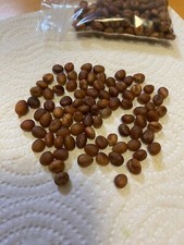 200 semi palma washingtonia - di,