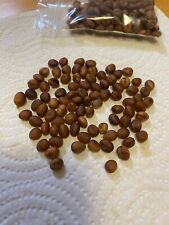 50 Semi Di Palma Washingtonia 2025 SPEDIZIONE COMPRESA