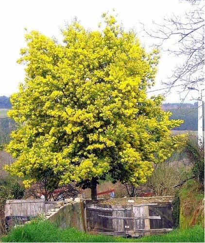 Pianta mimosa dealbata - di,