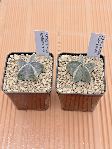 Astrophytum myriostigma - myriostigma,