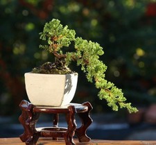 Bonsai Ginepro