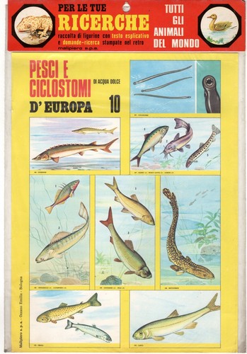 Set figurine blister - blister, animali