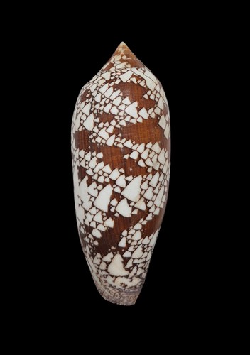 Conchiglia shell conus - shell, aulicus