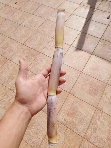 Canna zucchero cuban - da,