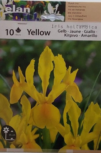 Iris olandese giallo conf - conf., da