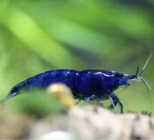 caridine acquario Blu Dream