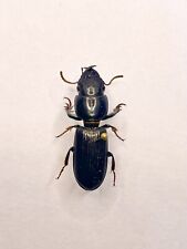 Entomology Taxidermy : Carabidae Ssp, Scaritinae 25mm+/-. A1