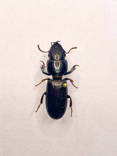 Entomology taxidermy - entomology,