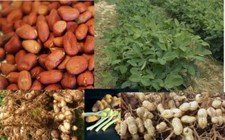 10 SEMI DI ARACHIDI FRESCHI "ARACHIS HYPOGAEA"