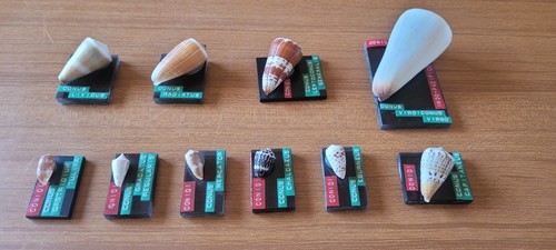 Lotto 10 conchiglie conus - -,