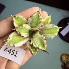 Vendo Rara Cactus Agave sp. n