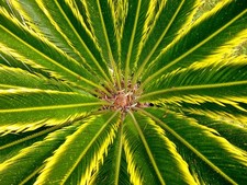 Cycas revoluta cv AUREA VARIEGATED 7,2cm caudex