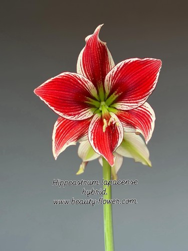 Hippeastrum lapacense hybrid - hippeastrum,