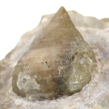 Trias Microschiza rhaetica