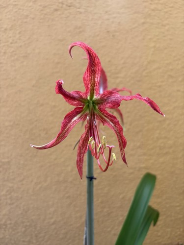 Hippeastrum ess aph 10 - x, aph-3.