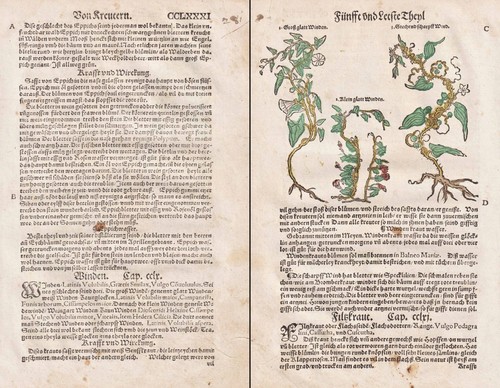 Winden erbe libro - erbe,